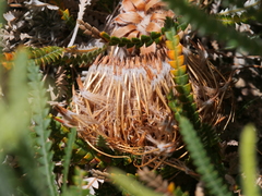 Banksia formosa