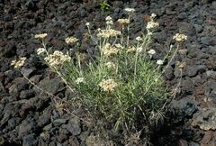 Anaphalis longifolia