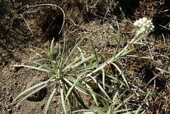 Anaphalis longifolia