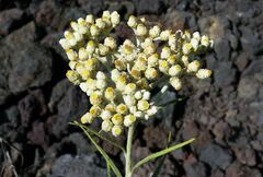 Anaphalis longifolia