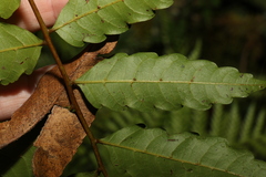 Cupaniopsis baileyana