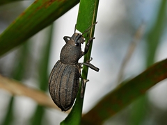 Talaurinus impressicollis