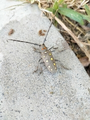 Batocera rubus