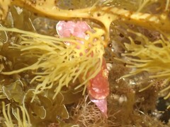 Thorunna arbuta