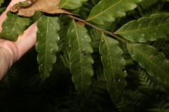 Cupaniopsis baileyana