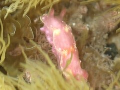 Thorunna arbuta