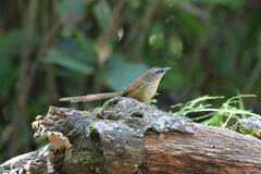Prinia superciliaris