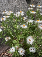 Coronidium boormanii