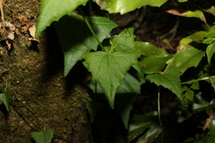 Zehneria cunninghamii