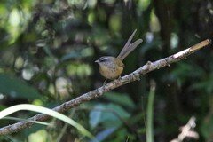 Prinia superciliaris