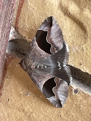 Bastilla solomonensis