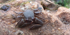 Porcellanidae