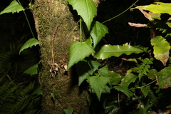 Zehneria cunninghamii