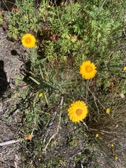 Xerochrysum bracteatum