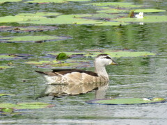 Nettapus coromandelianus