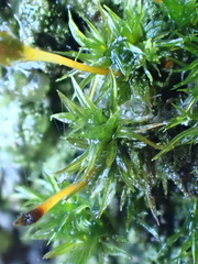 Ulota