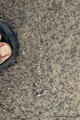 Lycodon travancoricus