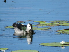 Nettapus coromandelianus