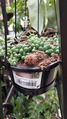 Curio rowleyanus
