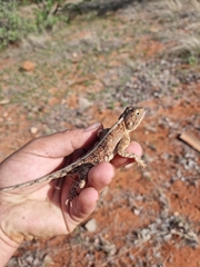 Agama armata