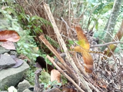 Neurothemis terminata