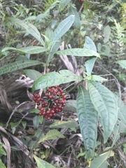 Psychotria tenuifolia