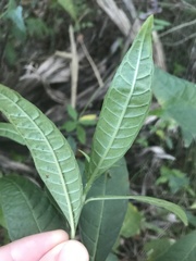 Psychotria tenuifolia