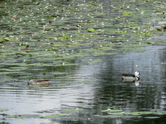 Nettapus coromandelianus