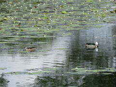 Nettapus coromandelianus