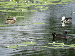 Nettapus coromandelianus