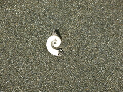 Spirula spirula