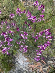 Comesperma ericinum