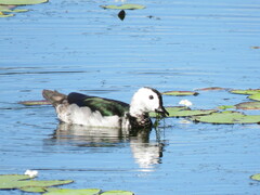 Nettapus coromandelianus