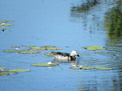 Nettapus coromandelianus