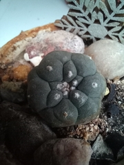 Lophophora