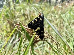 Phalaenoides tristifica