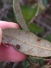 Belonocnema fossoria