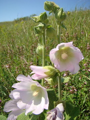 Alcea pallida