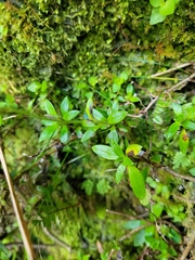 Anaphalioides trinervis