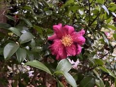 Camellia hiemalis