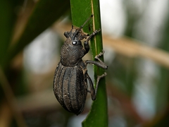 Talaurinus impressicollis