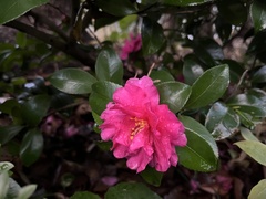 Camellia hiemalis