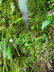 Anaphalioides trinervis