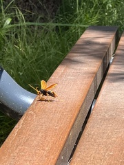 Cryptocheilus bicolor