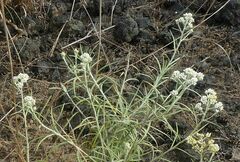 Anaphalis longifolia