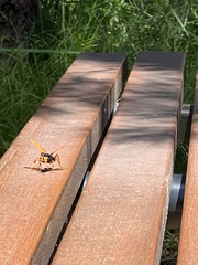 Cryptocheilus bicolor