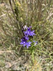 Veronica arenaria