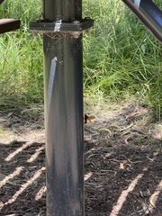 Cryptocheilus bicolor