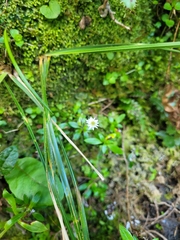 Anaphalioides trinervis