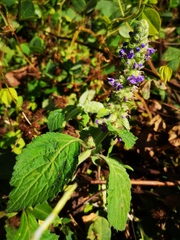 Ajuga macrosperma
